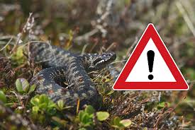 Отруйні змії: небезпека, яка очікує на лоні природи