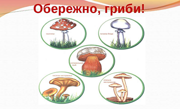 Центр громадського здоров’я нагадав правила збирання та споживання грибів